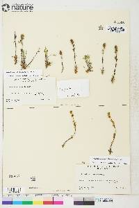 Artemisia borealis subsp. borealis image