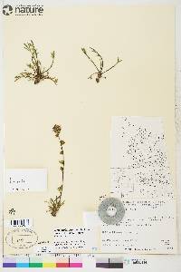 Artemisia borealis subsp. borealis image