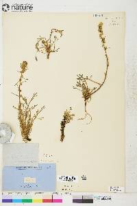 Artemisia borealis subsp. borealis image