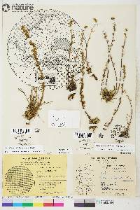 Artemisia borealis subsp. borealis image