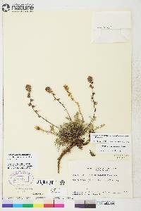 Artemisia borealis subsp. richardsoniana image