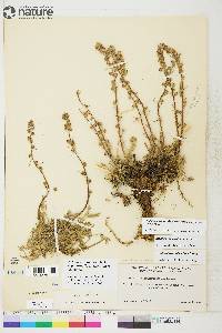 Artemisia borealis subsp. richardsoniana image