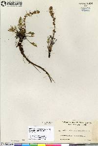 Artemisia borealis subsp. borealis image