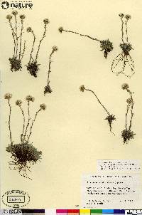 Antennaria monocephala subsp. angustata image