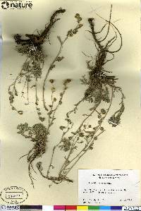 Artemisia alaskana image