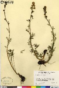 Artemisia arctica image