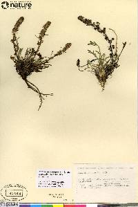 Artemisia borealis subsp. borealis image