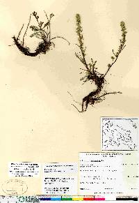 Artemisia borealis subsp. borealis image