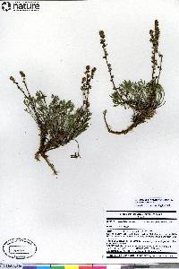 Artemisia borealis image