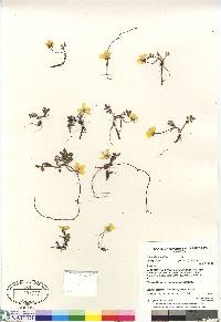 Argentina anserina subsp. egedei image