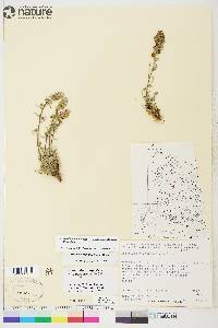 Artemisia borealis subsp. richardsoniana image