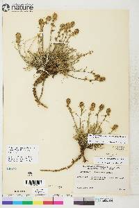 Artemisia borealis subsp. richardsoniana image