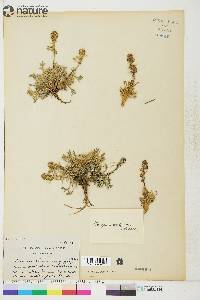 Artemisia borealis subsp. richardsoniana image