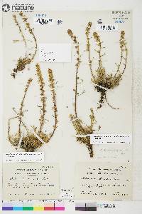 Artemisia borealis subsp. richardsoniana image