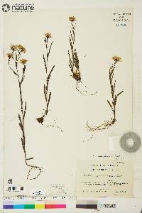 Symphyotrichum boreale image