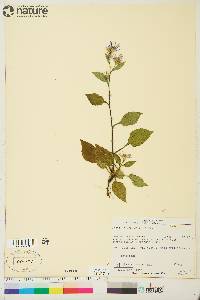 Aster ciliolatus image