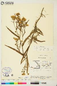 Symphyotrichum novi-belgii var. novi-belgii image