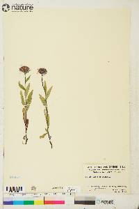 Aster sibiricus image