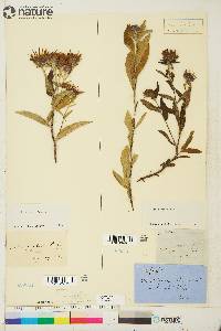 Aster sibiricus image