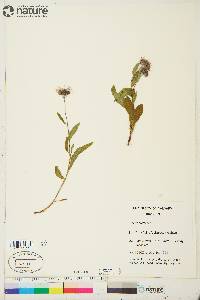 Aster sibiricus image