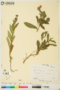 Aster sibiricus image