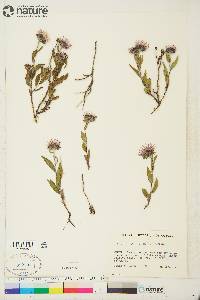 Aster sibiricus image