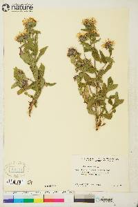 Aster sibiricus image