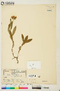 Aster sibiricus image