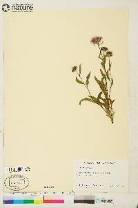 Aster sibiricus image