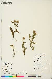 Aster sibiricus image