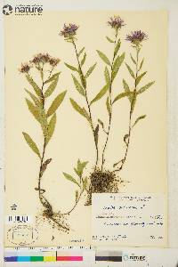 Aster sibiricus image