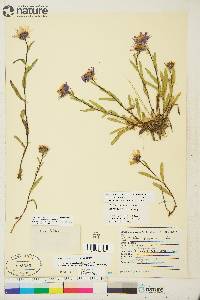 Symphyotrichum pygmaeum image