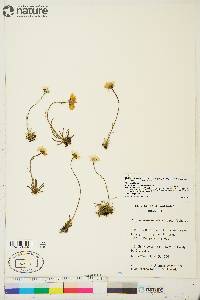 Hulteniella integrifolia image