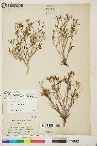 Crepis elegans image