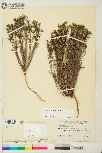 Crepis elegans image
