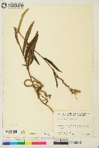 Lactuca tatarica var. pulchella image