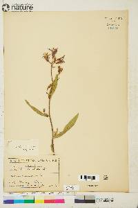 Lactuca tatarica var. pulchella image