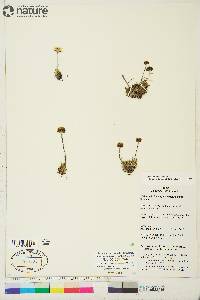 Hulteniella integrifolia image