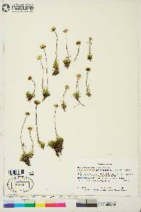 Hulteniella integrifolia image