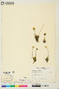 Hulteniella integrifolia image