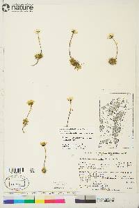 Hulteniella integrifolia image