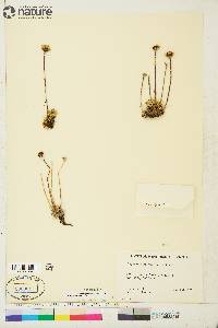 Hulteniella integrifolia image