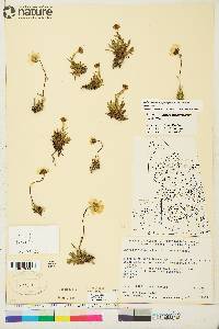 Hulteniella integrifolia image