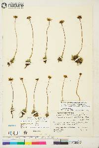 Hulteniella integrifolia image