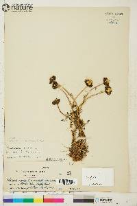 Tripleurospermum inodorum image