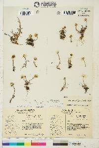 Tripleurospermum maritimum subsp. phaeocephalum image