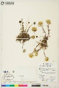 Tripleurospermum maritimum subsp. phaeocephalum image