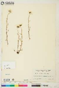 Tripleurospermum maritimum subsp. phaeocephalum image