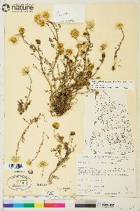 Tripleurospermum maritimum image