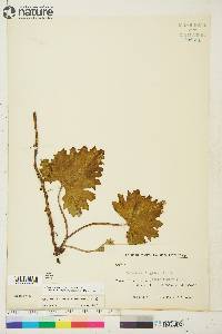 Petasites frigidus image